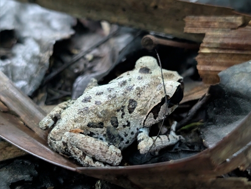 Leptobrachium hasseltii