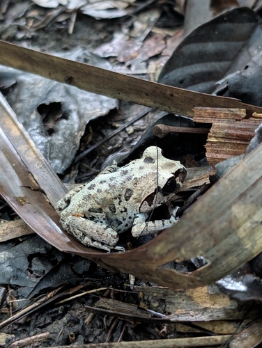 Leptobrachium hasseltii