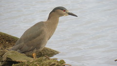 Nycticorax nycticorax