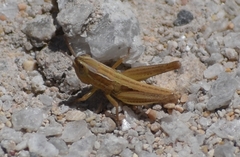 Macrotona
