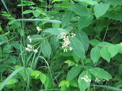 Apocynum × floribundum