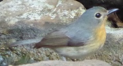 Cyornis sumatrensis