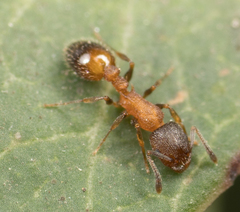Temnothorax caguatan