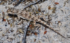 Bight Heath Dragon photo 2
