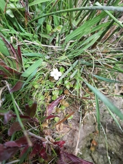 Epilobium komarovianum