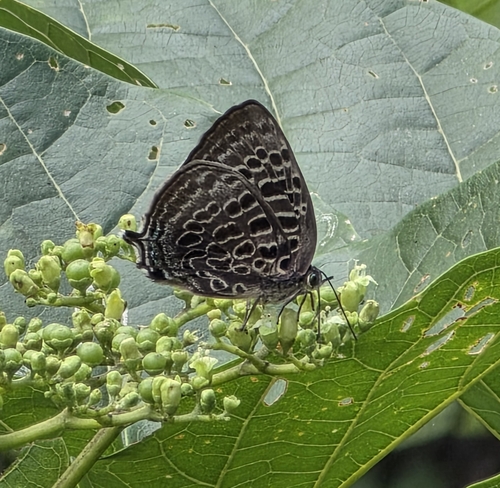 Arhopala helianthes