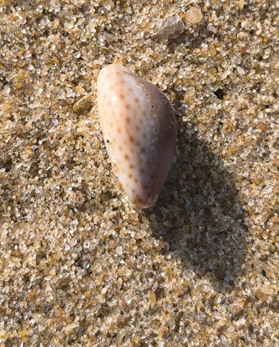 Cypraea ocellata observed 2025-09-18