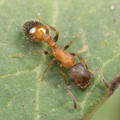 Temnothorax caguatan