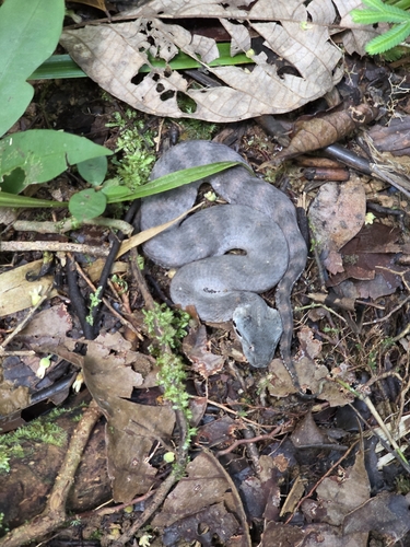 New Guinea Death Adder