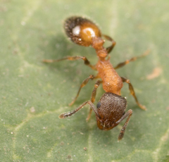 Temnothorax caguatan