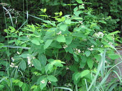 Apocynum × floribundum