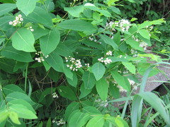 Apocynum × floribundum