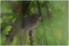 Locustella thoracica