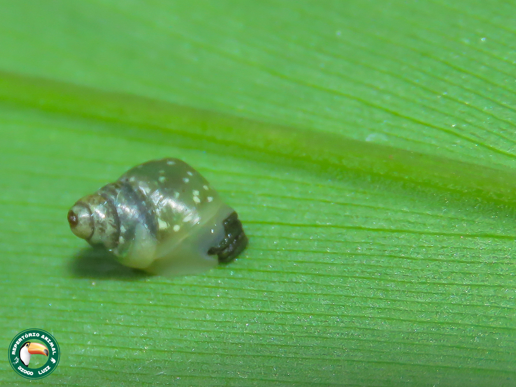 Simpulopsis boissieri