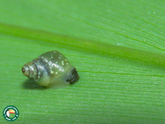Simpulopsis boissieri