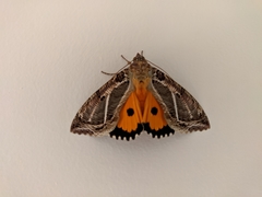 Eudocima materna