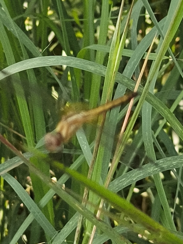 Paddyfield Parasol photo 5