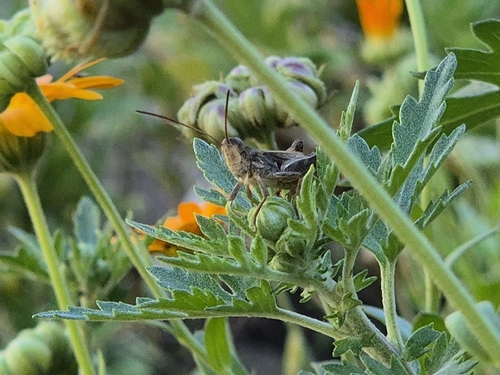 Common Field Grasshopper