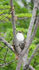 Pygarrhichas albogularis