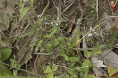 Polygala appressipilis