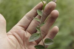 Polygala appressipilis