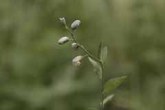 Polygala appressipilis