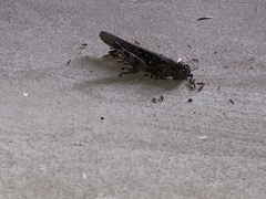 Schistocerca literosa