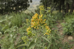Cestrum thyrsoideum