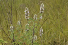 Cunila lythrifolia