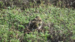 Gallinago magellanica