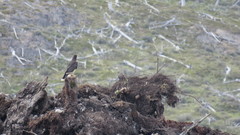 Daptrius albogularis