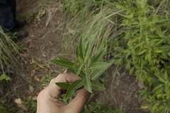 Stillingia zelayensis