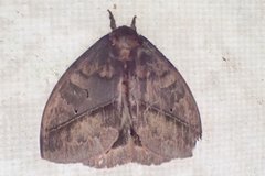 Automeris egeus