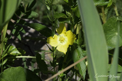 Ludwigia elegans