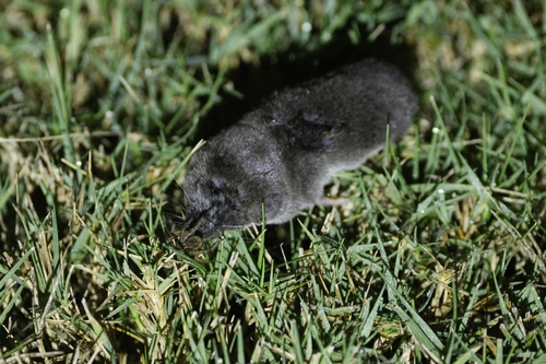 Southern Short-tailed Shrew