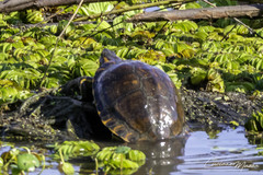 Trachemys dorbigni