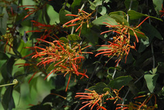 Psittacanthus cordatus