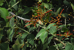 Psittacanthus cordatus