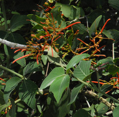 Psittacanthus cordatus