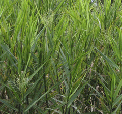 Echinochloa polystachya