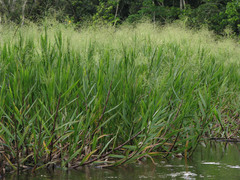 Echinochloa polystachya
