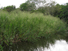 Echinochloa polystachya