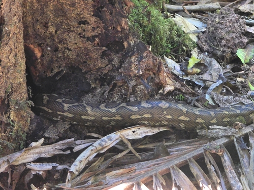 Coastal Carpet Python sighting