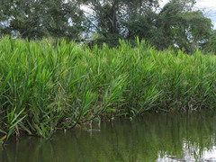 Echinochloa polystachya