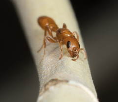 Pseudomyrmex apache