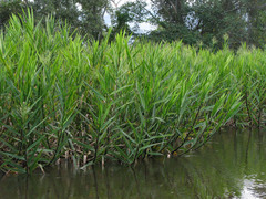 Echinochloa polystachya