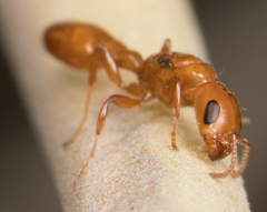 Pseudomyrmex apache
