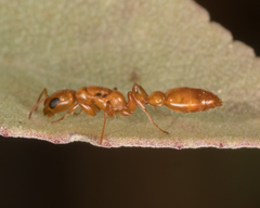 Pseudomyrmex apache