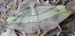 Hypochrosis hyadaria