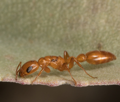 Pseudomyrmex apache